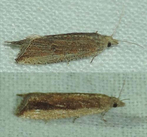 Réf. 286 836 : Bactra sp.